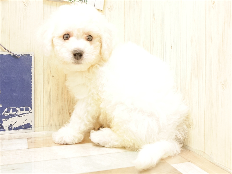 青森県のビションフリーゼ (ワンラブエルムの街店/2025年6月21日生まれ/男の子/ホワイト)の子犬の2枚目の画像