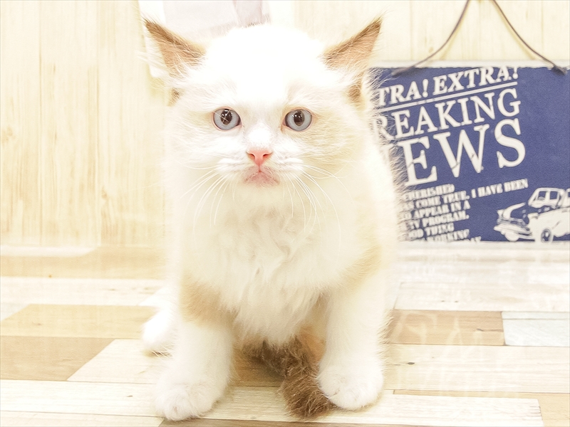 愛知県のラグドール (ワンラブ名古屋守山インター総本店/2025年6月22日生まれ/男の子/シールポイントバイカラー)の子猫の3枚目の画像