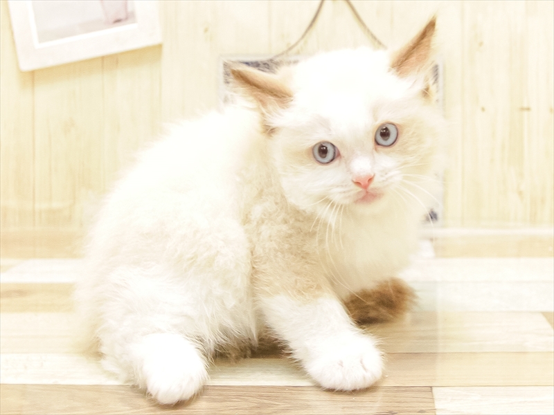 愛知県のラグドール (ワンラブ名古屋守山インター総本店/2025年6月22日生まれ/男の子/シールポイントバイカラー)の子猫の2枚目の画像
