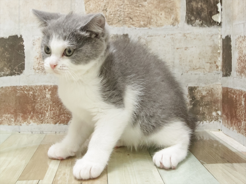 兵庫県のブリティッシュショートヘアー (ワンラブブルメール舞多聞店/2025年6月17日生まれ/女の子/ブルーホワイト)の子猫の2枚目の画像