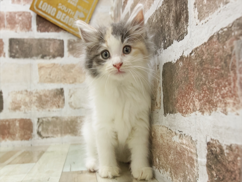 愛知県のノルウェージャンフォレストキャット (ワンラブ名古屋守山インター総本店/2025年6月18日生まれ/女の子/ブルーパッチドタビーホワイト)の子猫の3枚目の画像