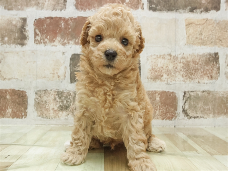 愛知県のマルプー(マルチーズ×プードル) (ワンラブ名古屋守山インター総本店/2025年6月21日生まれ/男の子/アプリコット)の子犬の3枚目の画像