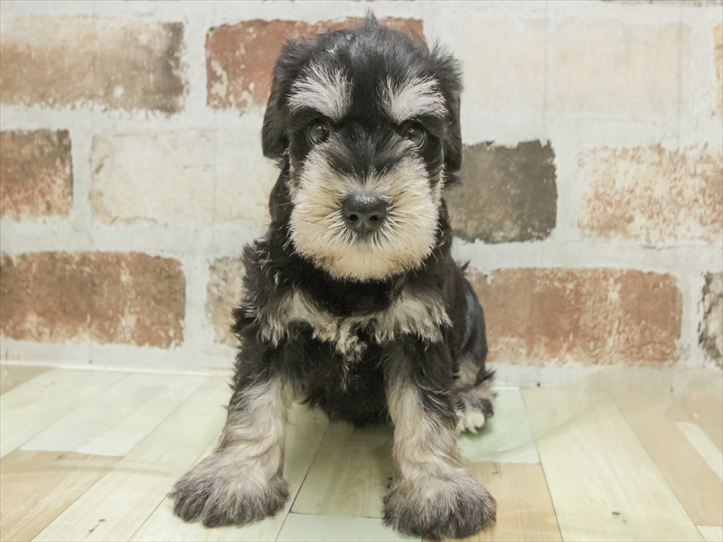 愛知県のミニチュアシュナウザー (ワンラブ名古屋守山インター総本店/2025年6月22日生まれ/女の子/ブラックシルバー)の子犬の3枚目の画像