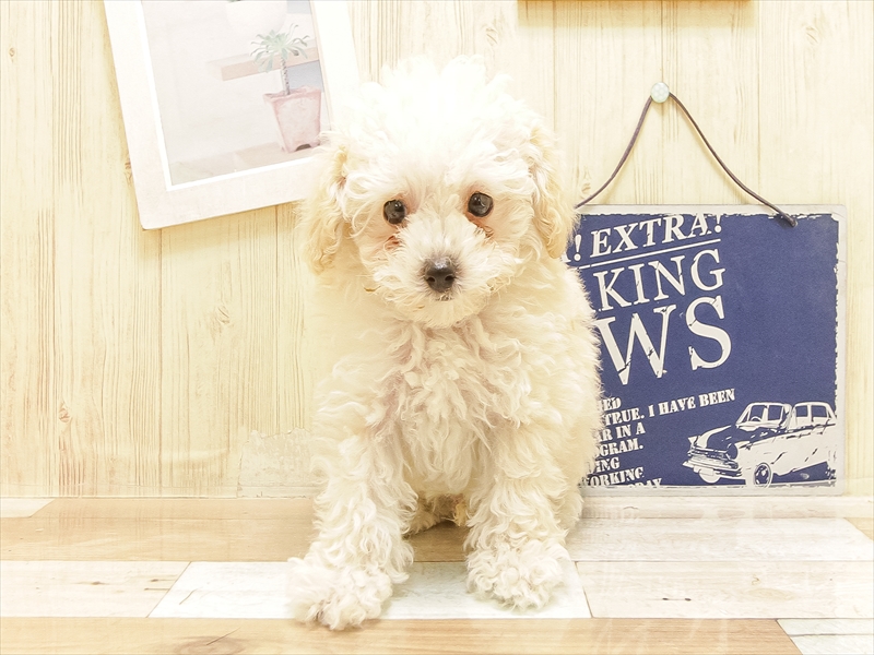 愛知県のトイプードル(トイ) (ワンラブ名古屋守山インター総本店/2025年6月20日生まれ/男の子/ホワイト)の子犬の3枚目の画像