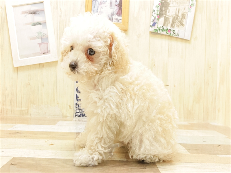 愛知県のトイプードル(トイ) (ワンラブ名古屋守山インター総本店/2025年6月20日生まれ/男の子/ホワイト)の子犬の2枚目の画像