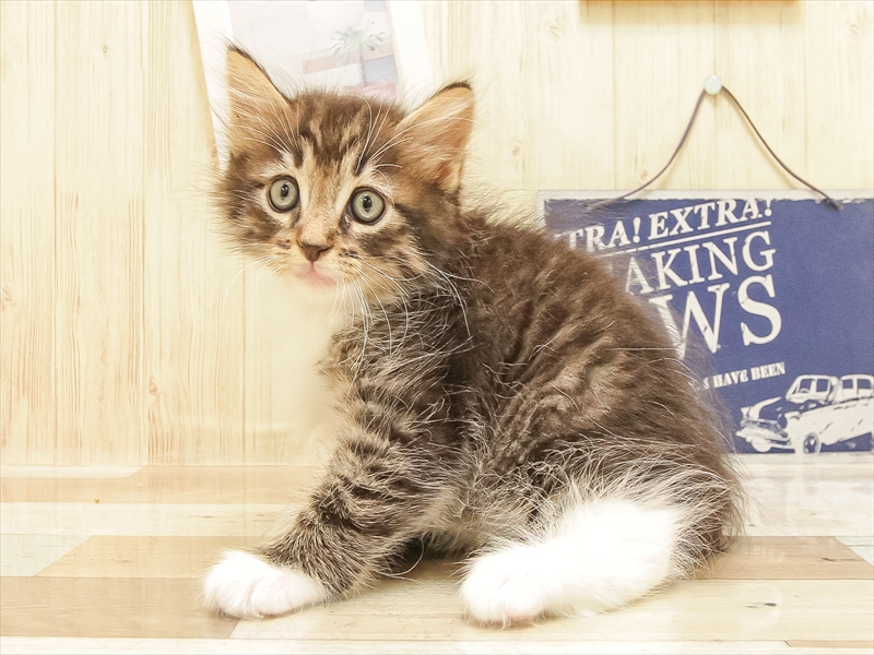 愛知県のノルウェージャンフォレストキャット (ワンラブ名古屋守山インター総本店/2025年6月22日生まれ/男の子/ブラウンタビーホワイト)の子猫の2枚目の画像
