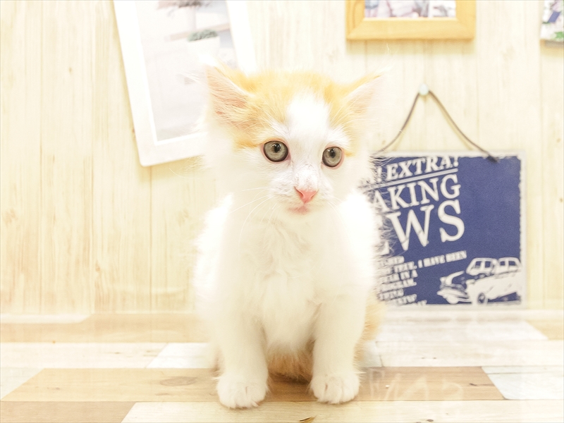 愛知県のノルウェージャンフォレストキャット (ワンラブ名古屋守山インター総本店/2025年6月22日生まれ/女の子/レッドタビーホワイト)の子猫の3枚目の画像