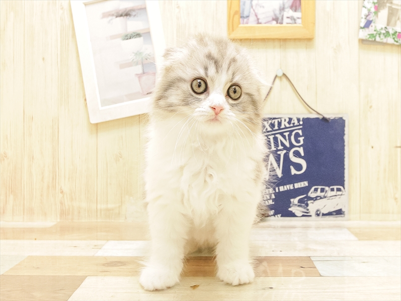 愛知県のスコティッシュフォールド (ワンラブ名古屋守山インター総本店/2025年6月22日生まれ/女の子/シルバータビーホワイト)の子猫の3枚目の画像