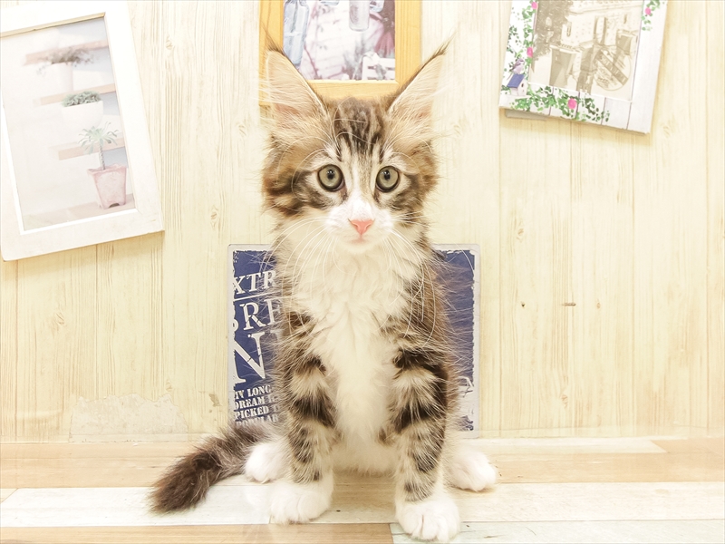愛知県のノルウェージャンフォレストキャット (ワンラブ名古屋守山インター総本店/2025年6月22日生まれ/女の子/ブラウンタビーホワイト)の子猫の3枚目の画像