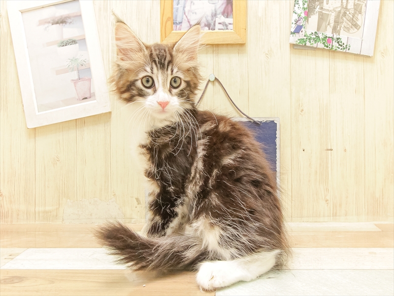 愛知県のノルウェージャンフォレストキャット (ワンラブ名古屋守山インター総本店/2025年6月22日生まれ/女の子/ブラウンタビーホワイト)の子猫の2枚目の画像