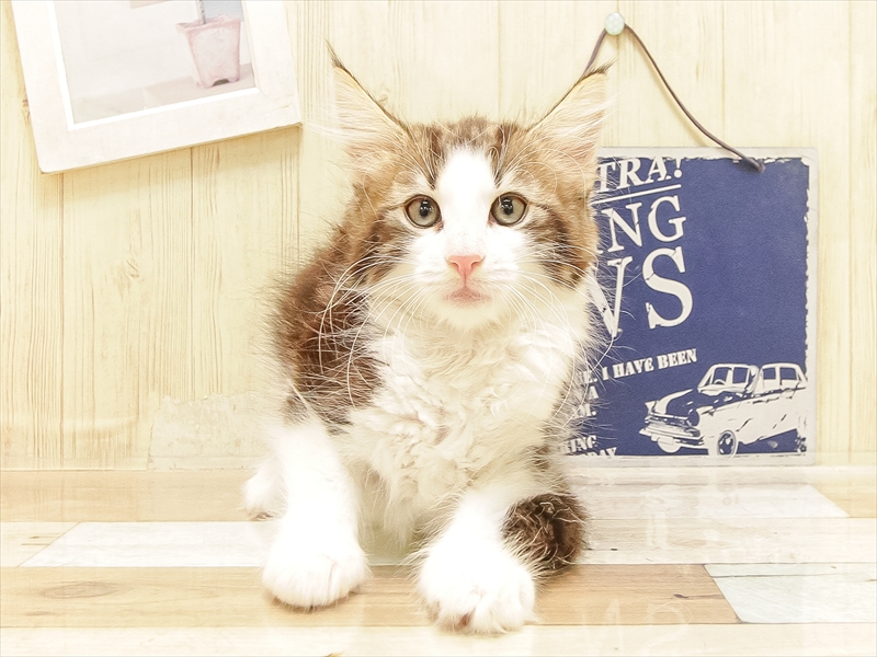 愛知県のノルウェージャンフォレストキャット (ワンラブ名古屋守山インター総本店/2025年6月22日生まれ/女の子/ブラウンタビーホワイト)の子猫の3枚目の画像