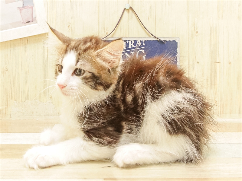 愛知県のノルウェージャンフォレストキャット (ワンラブ名古屋守山インター総本店/2025年6月22日生まれ/女の子/ブラウンタビーホワイト)の子猫の2枚目の画像