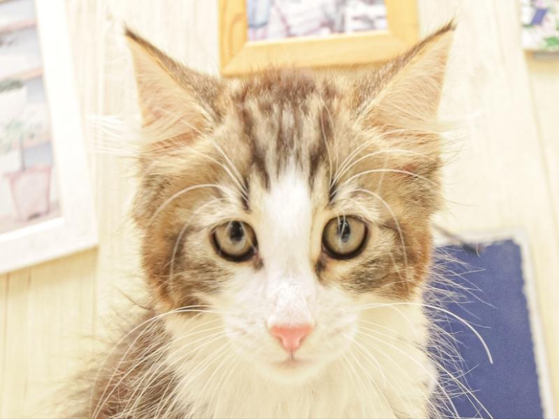 愛知県のノルウェージャンフォレストキャット (ワンラブ名古屋守山インター総本店/2025年6月22日生まれ/女の子/ブラウンタビーホワイト)の子猫の1枚目の画像