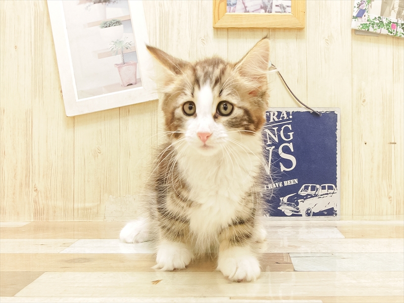 愛知県のノルウェージャンフォレストキャット (ワンラブ名古屋守山インター総本店/2025年6月22日生まれ/女の子/ブラウンタビーホワイト)の子猫の3枚目の画像