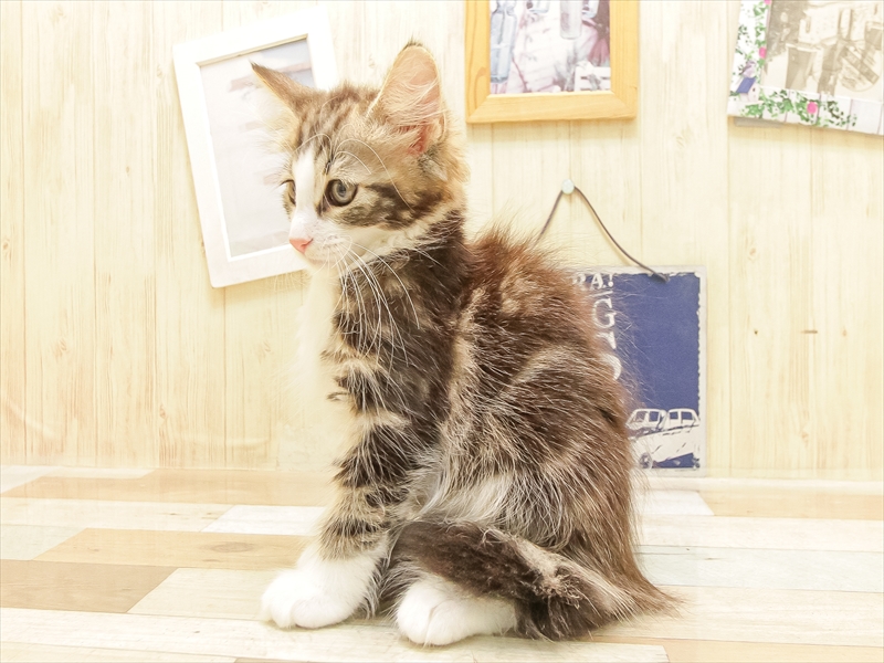 愛知県のノルウェージャンフォレストキャット (ワンラブ名古屋守山インター総本店/2025年6月22日生まれ/女の子/ブラウンタビーホワイト)の子猫の2枚目の画像