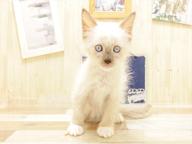 愛知県のラグドール (ワンラブ名古屋守山インター総本店/2025年6月15日生まれ/男の子/シールポイントミテッド)の子猫の3枚目の画像
