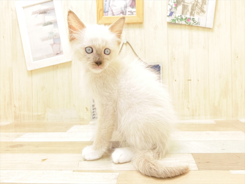 愛知県のラグドール (ワンラブ名古屋守山インター総本店/2025年6月15日生まれ/男の子/シールポイントミテッド)の子猫の2枚目の画像
