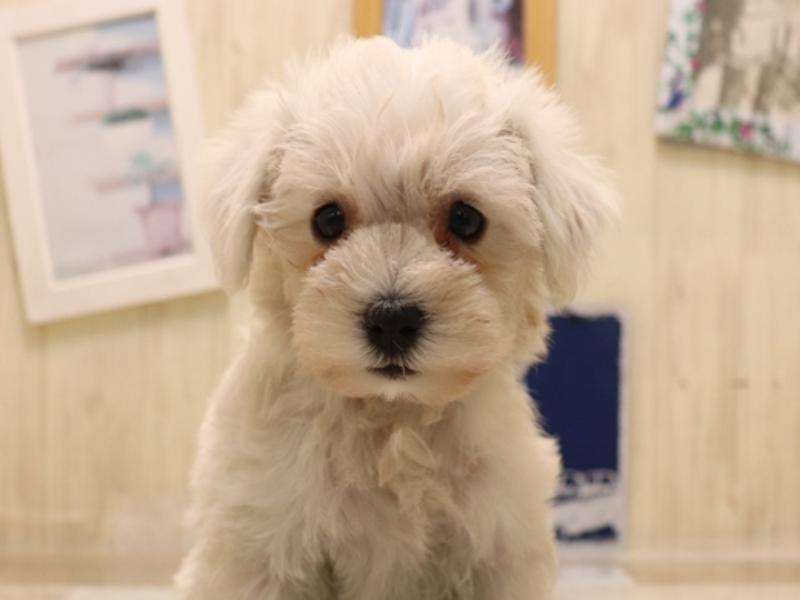 岐阜県のハーフ犬・ミックス犬 (ワンラブ関山王通り店(FC)/2025年6月22日生まれ/女の子/ホワイト)の子犬の1枚目の画像