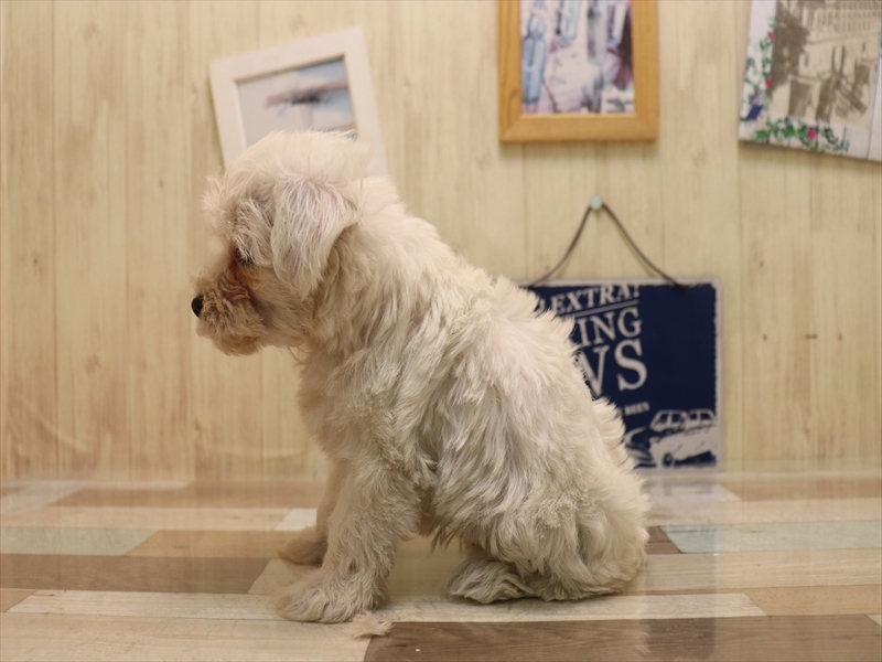 岐阜県のハーフ犬・ミックス犬 (ワンラブ関山王通り店(FC)/2025年6月22日生まれ/女の子/ホワイト)の子犬の3枚目の画像
