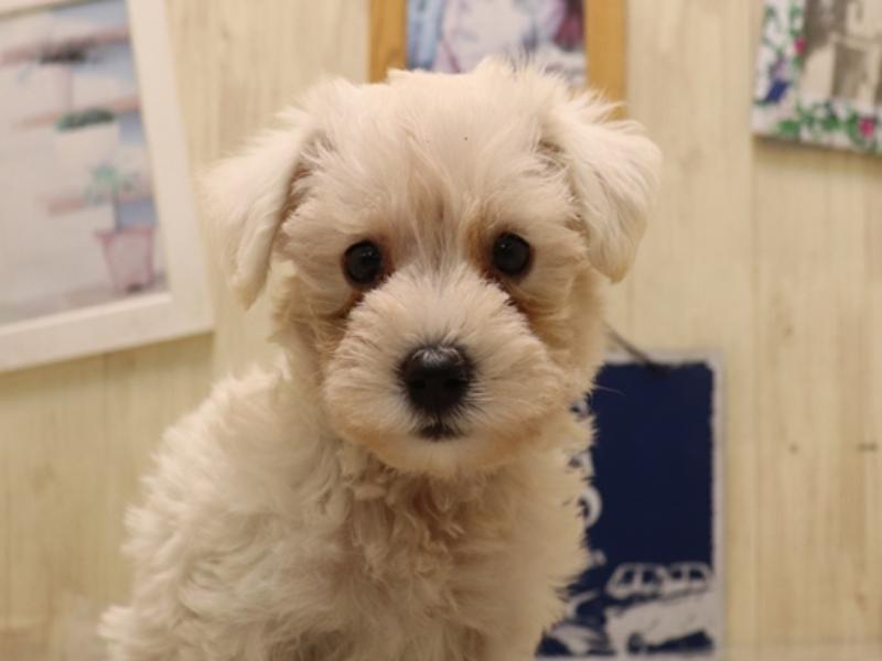 岐阜県のハーフ犬・ミックス犬 (ワンラブホームセンターバロー可児坂戸店(FC)/2025年6月22日生まれ/男の子/ホワイト)の子犬の1枚目の画像