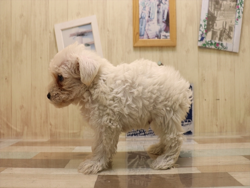 岐阜県のハーフ犬・ミックス犬 (ワンラブホームセンターバロー可児坂戸店(FC)/2025年6月22日生まれ/男の子/ホワイト)の子犬の3枚目の画像