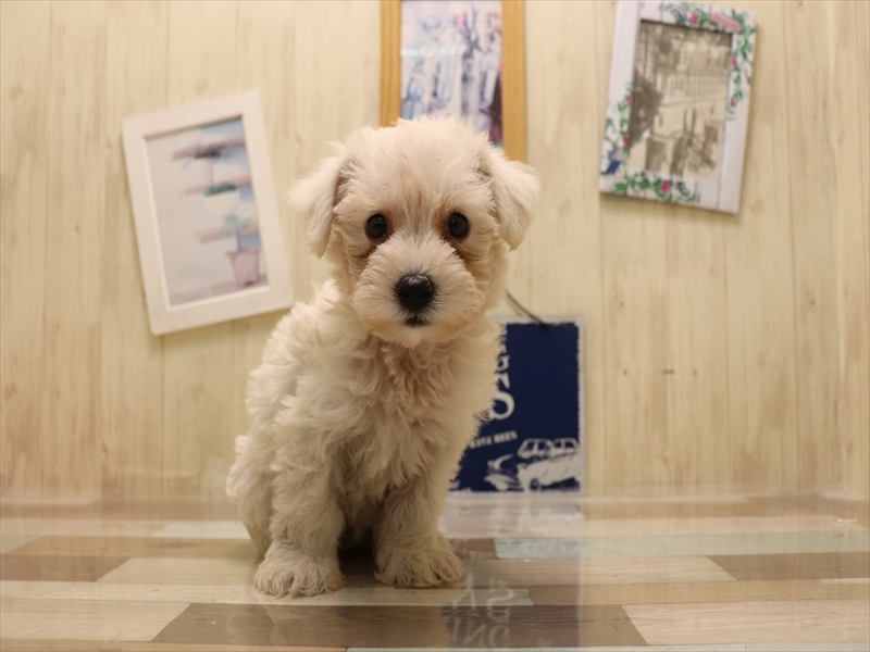 岐阜県のハーフ犬・ミックス犬 (ワンラブホームセンターバロー可児坂戸店(FC)/2025年6月22日生まれ/男の子/ホワイト)の子犬の2枚目の画像