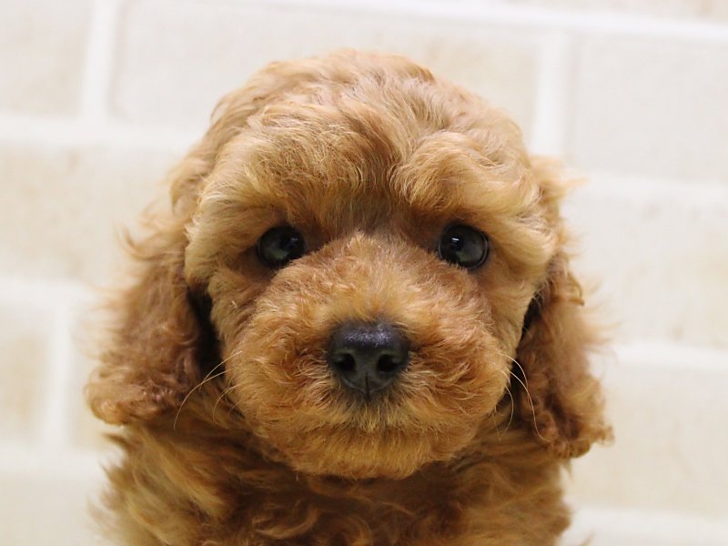 千葉県のトイプードル(トイ) (ワンラブカインズ幕張店/2025年6月16日生まれ/男の子/レッド)の子犬