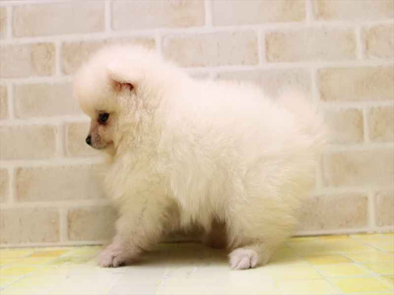 群馬県のポメラニアン (ワンラブスマーク伊勢崎店/2025年6月22日生まれ/男の子/クリーム)の子犬の3枚目の画像