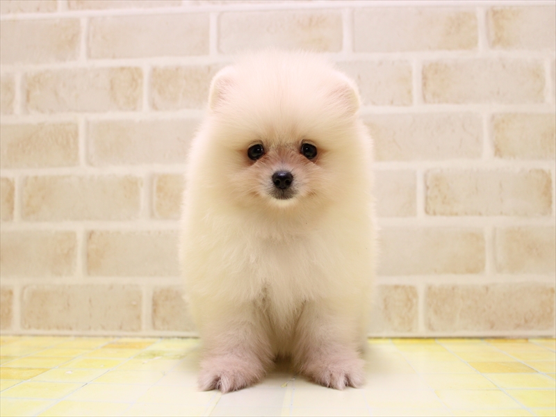 群馬県のポメラニアン (ワンラブスマーク伊勢崎店/2025年6月22日生まれ/男の子/クリーム)の子犬の2枚目の画像
