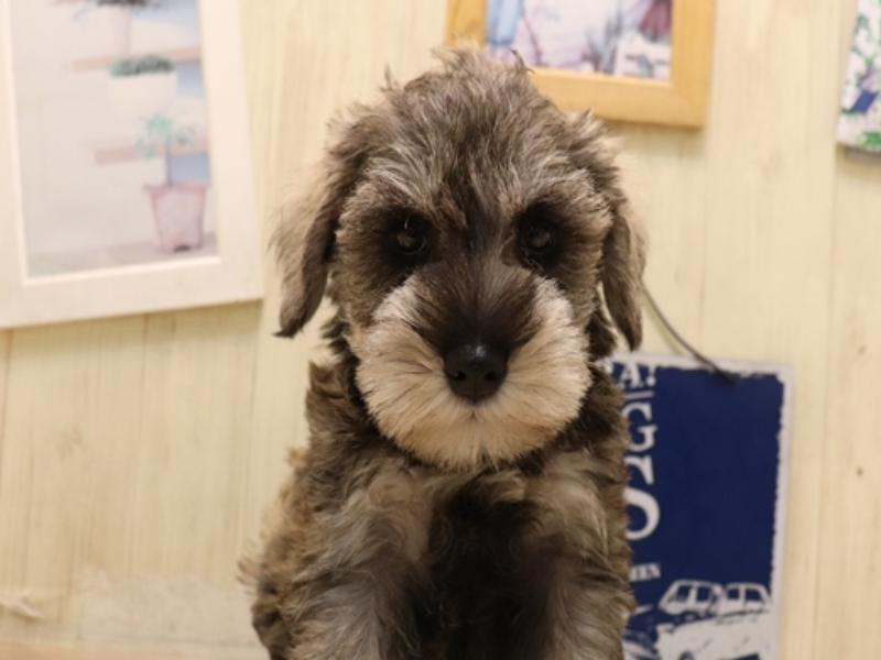 愛知県のミニチュアシュナウザー (ワンラブ名古屋守山インター総本店/2025年6月22日生まれ/女の子/ソルトペッパー)の子犬の1枚目の画像