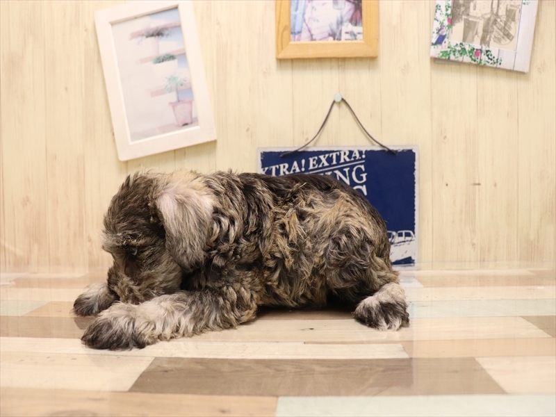 愛知県のミニチュアシュナウザー (ワンラブ名古屋守山インター総本店/2025年6月22日生まれ/女の子/ソルトペッパー)の子犬の3枚目の画像