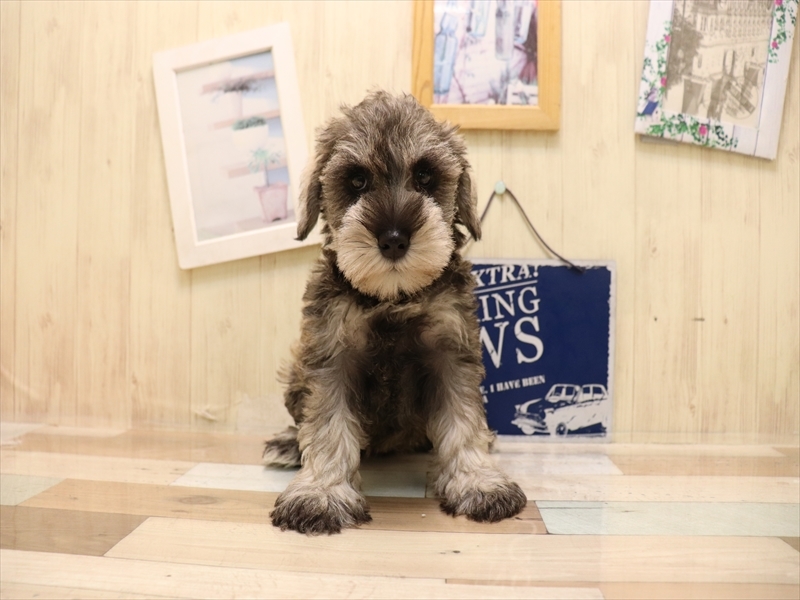 愛知県のミニチュアシュナウザー (ワンラブ名古屋守山インター総本店/2025年6月22日生まれ/女の子/ソルトペッパー)の子犬の2枚目の画像