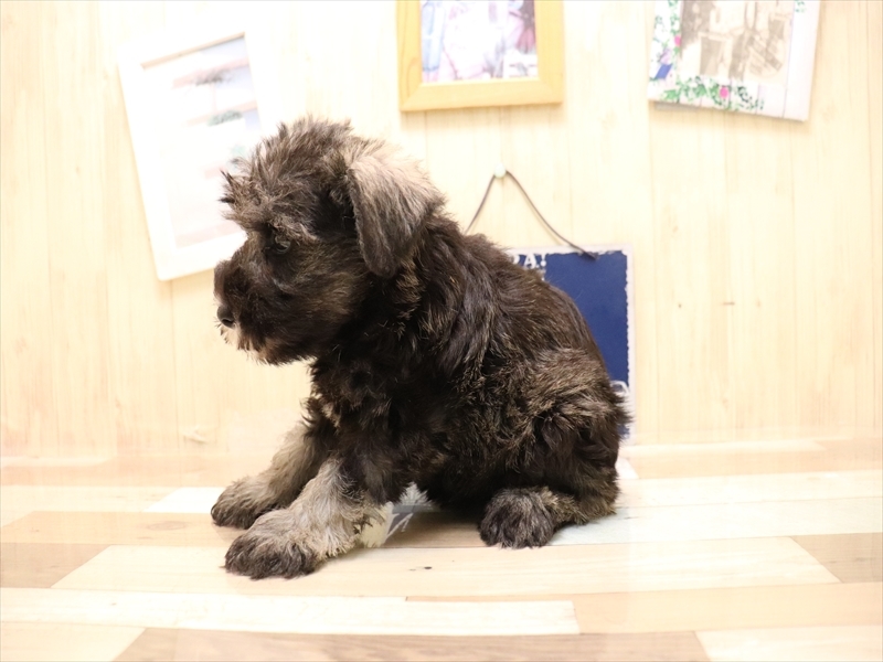 愛知県のミニチュアシュナウザー (ワンラブ名古屋守山インター総本店/2025年6月22日生まれ/男の子/ソルトペッパー)の子犬の3枚目の画像