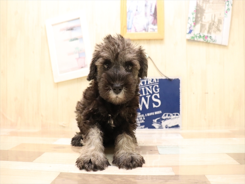 愛知県のミニチュアシュナウザー (ワンラブ名古屋守山インター総本店/2025年6月22日生まれ/男の子/ソルトペッパー)の子犬の2枚目の画像