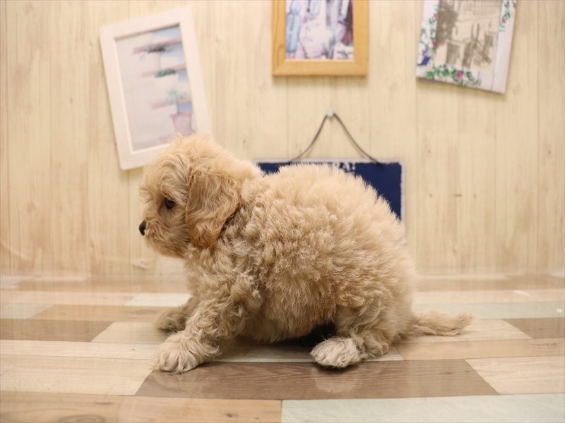 大阪府のペキプー(ペキニーズ×プードル) (ワンラブアリオ鳳店/2025年6月23日生まれ/男の子/クリーム)の子犬の3枚目の画像