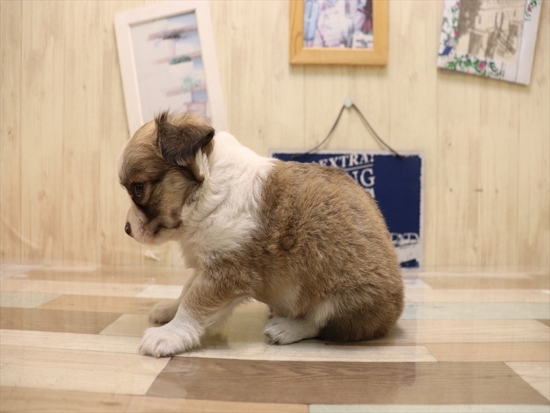 愛知県のチワワ(ロング) (ワンラブ名古屋守山インター総本店/2025年6月22日生まれ/女の子/フォーンホワイト)の子犬の3枚目の画像