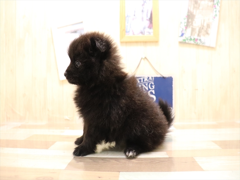 愛知県のポメラニアン (ワンラブ名古屋守山インター総本店/2025年6月24日生まれ/女の子/ブラック)の子犬の3枚目の画像