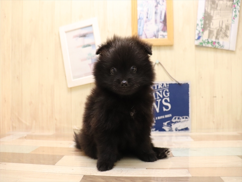 愛知県のポメラニアン (ワンラブ名古屋守山インター総本店/2025年6月24日生まれ/女の子/ブラック)の子犬の2枚目の画像