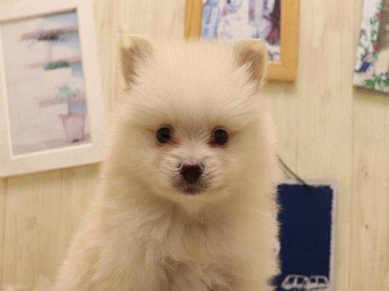 愛知県のポメラニアン (ワンラブ名古屋守山インター総本店/2025年6月24日生まれ/男の子/クリーム)の子犬の1枚目の画像