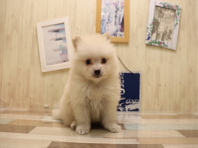 愛知県のポメラニアン (ワンラブ名古屋守山インター総本店/2025年6月24日生まれ/男の子/クリーム)の子犬の2枚目の画像