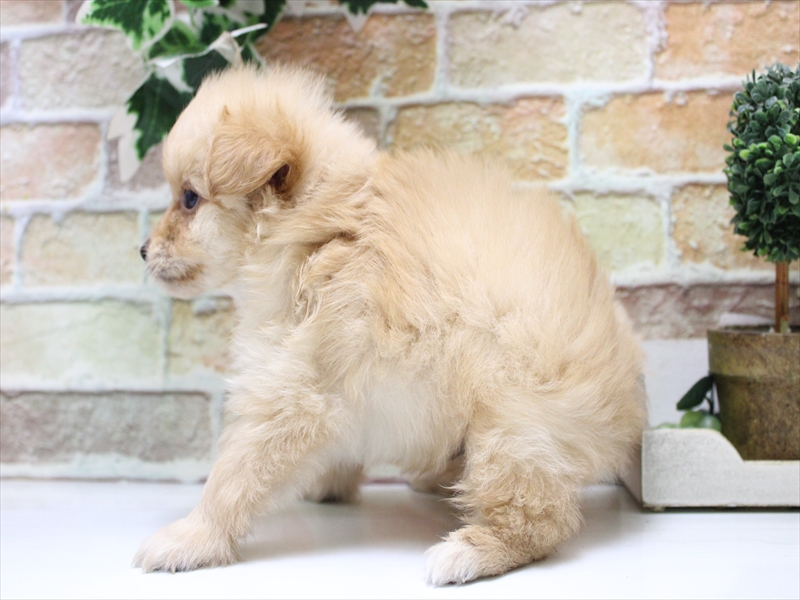 愛知県のポメプー(ポメラニアン×プードル) (ワンラブ名古屋守山インター総本店/2025年6月20日生まれ/男の子/アプリコット)の子犬の3枚目の画像