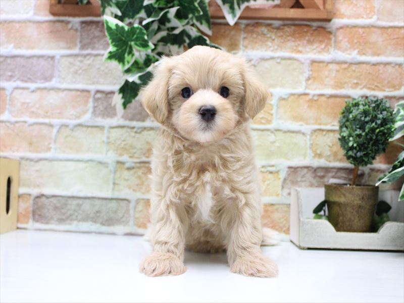 愛知県のマルプー(マルチーズ×プードル) (ワンラブ名古屋守山インター総本店/2025年6月21日生まれ/男の子/アプリコット)の子犬の2枚目の画像