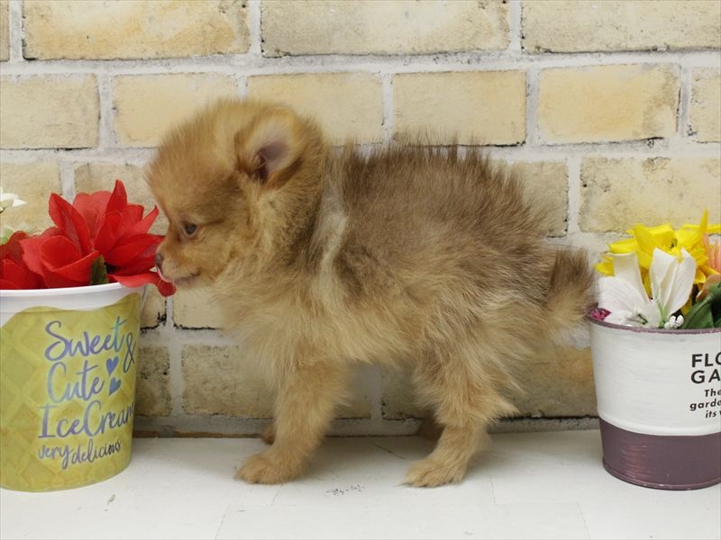 福岡県のポメラニアン (ワンラブ福岡総本店/2025年6月23日生まれ/男の子/ビーバー)の子犬の2枚目の画像