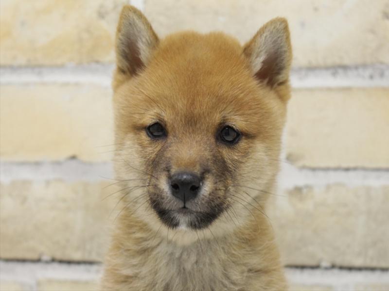 広島県の豆柴 (ワンラブ呉焼山店/2025年6月23日生まれ/男の子/赤)の子犬