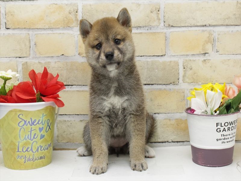 島根県の柴犬(標準サイズ) (ワンラブアクロスガーデン松江乃白店/2025年6月22日生まれ/女の子/赤)の子犬の3枚目の画像