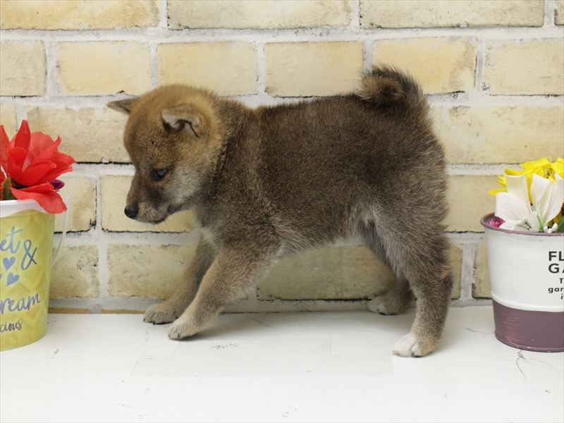 島根県の柴犬(標準サイズ) (ワンラブアクロスガーデン松江乃白店/2025年6月22日生まれ/女の子/赤)の子犬の2枚目の画像