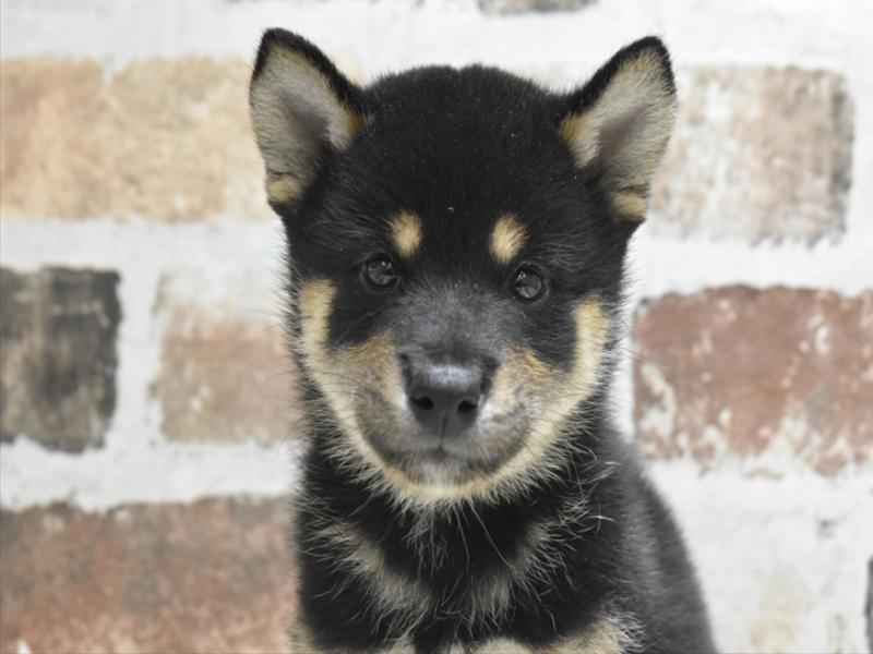 愛知県の柴犬(標準サイズ) (ワンラブ名古屋守山インター総本店/2025年6月24日生まれ/男の子/黒)の子犬の1枚目の画像
