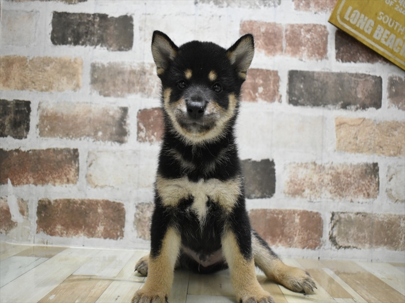 愛知県の柴犬(標準サイズ) (ワンラブ名古屋守山インター総本店/2025年6月24日生まれ/男の子/黒)の子犬の2枚目の画像