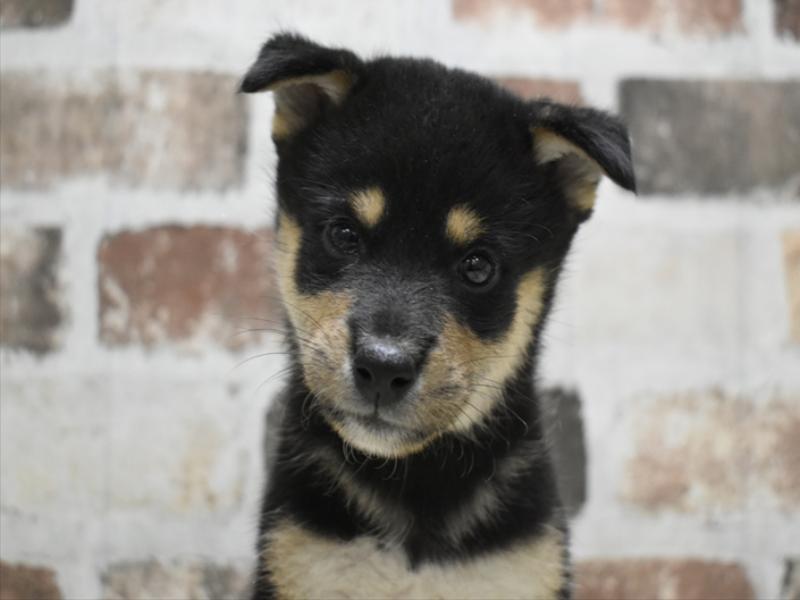 愛知県の柴犬(標準サイズ) (ワンラブ名古屋守山インター総本店/2025年6月24日生まれ/男の子/黒)の子犬の1枚目の画像