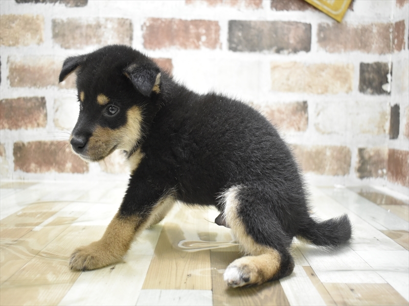 愛知県の柴犬(標準サイズ) (ワンラブ名古屋守山インター総本店/2025年6月24日生まれ/男の子/黒)の子犬の3枚目の画像